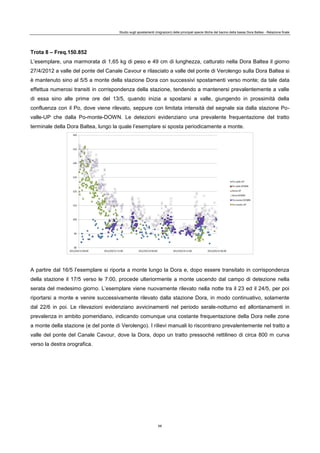 Studio sugli spostamenti (migrazioni) delle principali specie ittiche del bacino della bassa Dora Baltea - Relazione finale
68
Trota 8 – Freq.150.852
L’esemplare, una marmorata di 1,65 kg di peso e 49 cm di lunghezza, catturato nella Dora Baltea il giorno
27/4/2012 a valle del ponte del Canale Cavour e rilasciato a valle del ponte di Verolengo sulla Dora Baltea si
è mantenuto sino al 5/5 a monte della stazione Dora con successivi spostamenti verso monte; da tale data
effettua numerosi transiti in corrispondenza della stazione, tendendo a mantenersi prevalentemente a valle
di essa sino alle prime ore del 13/5, quando inizia a spostarsi a valle, giungendo in prossimità della
confluenza con il Po, dove viene rilevato, seppure con limitata intensità del segnale sia dalla stazione Po-
valle-UP che dalla Po-monte-DOWN. Le detezioni evidenziano una prevalente frequentazione del tratto
terminale della Dora Baltea, lungo la quale l’esemplare si sposta periodicamente a monte.
A partire dal 16/5 l’esemplare si riporta a monte lungo la Dora e, dopo essere transitato in corrispondenza
della stazione il 17/5 verso le 7:00, procede ulteriormente a monte uscendo dal campo di detezione nella
serata del medesimo giorno. L’esemplare viene nuovamente rilevato nella notte tra il 23 ed il 24/5, per poi
riportarsi a monte e venire successivamente rilevato dalla stazione Dora, in modo continuativo, solamente
dal 22/6 in poi. Le rilevazioni evidenziano avvicinamenti nel periodo serale-notturno ed allontanamenti in
prevalenza in ambito pomeridiano, indicando comunque una costante frequentazione della Dora nelle zone
a monte della stazione (e del ponte di Verolengo). I rilievi manuali lo riscontrano prevalentemente nel tratto a
valle del ponte del Canale Cavour, dove la Dora, dopo un tratto pressoché rettilineo di circa 800 m curva
verso la destra orografica.
 