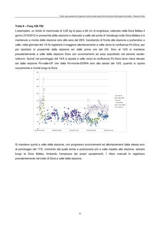 Studio sugli spostamenti (migrazioni) delle principali specie ittiche del bacino della bassa Dora Baltea - Relazione finale
69
Trota 9 – Freq.150.702
L’esemplare, un ibrido di marmorata di 3,50 kg di peso e 64 cm di lunghezza, catturato nella Dora Baltea il
giorno 27/4/2012 in prossimità della stazione e rilasciato a valle del ponte di Verolengo sulla Dora Baltea si è
mantenuto a monte della stazione sino alla sera del 28/5, transitando di fronte alla stazione e portandosi a
valle; nella giornata del 1/5 fa registrare il maggiore allontanamento a valle verso la confluenza Po-Dora, per
poi riportarsi in prossimità della stazione sin dalle prime ore del 2/5. Sino al 14/5 si mantiene
prevalentemente a valle della stazione Dora con avvicinamenti ad essa soprattutto nel periodo serale-
notturno. Quindi nel pomeriggio del 14/5 si sposta a valle verso la confluenza Po-Dora dove viene rilevato
sia dalla stazione Po-valle-UP che dalla Po-monte-DOWN sino alla serata del 15/5, quando si riporta
nuovamente a monte lungo la Dora.
Si mantiene quindi a valle della stazione, con progressivi avvicinamenti ed allontanamenti dalla stessa sino
al pomeriggio del 17/5, momento dal quale tende a posizionarsi più a valle rispetto alla stazione, sempre
lungo la Dora Baltea, limitando l’ampiezza dei propri spostamenti. I rilievi manuali lo registrano
prevalentemente nel tratto di Dora a valle della stazione.
 