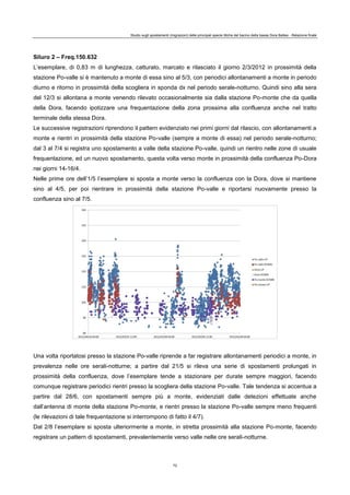 Studio sugli spostamenti (migrazioni) delle principali specie ittiche del bacino della bassa Dora Baltea - Relazione finale
72
Siluro 2 – Freq.150.632
L’esemplare, di 0,83 m di lunghezza, catturato, marcato e rilasciato il giorno 2/3/2012 in prossimità della
stazione Po-valle si è mantenuto a monte di essa sino al 5/3, con periodici allontanamenti a monte in periodo
diurno e ritorno in prossimità della scogliera in sponda dx nel periodo serale-notturno. Quindi sino alla sera
del 12/3 si allontana a monte venendo rilevato occasionalmente sia dalla stazione Po-monte che da quella
della Dora, facendo ipotizzare una frequentazione della zona prossima alla confluenza anche nel tratto
terminale della stessa Dora.
Le successive registrazioni riprendono il pattern evidenziato nei primi giorni dal rilascio, con allontanamenti a
monte e rientri in prossimità della stazione Po-valle (sempre a monte di essa) nel periodo serale-notturno;
dal 3 al 7/4 si registra uno spostamento a valle della stazione Po-valle, quindi un rientro nelle zone di usuale
frequentazione, ed un nuovo spostamento, questa volta verso monte in prossimità della confluenza Po-Dora
nei giorni 14-16/4.
Nelle prime ore dell’1/5 l’esemplare si sposta a monte verso la confluenza con la Dora, dove si mantiene
sino al 4/5, per poi rientrare in prossimità della stazione Po-valle e riportarsi nuovamente presso la
confluenza sino al 7/5.
Una volta riportatosi presso la stazione Po-valle riprende a far registrare allontanamenti periodici a monte, in
prevalenza nelle ore serali-notturne; a partire dal 21/5 si rileva una serie di spostamenti prolungati in
prossimità della confluenza, dove l’esemplare tende a stazionare per durate sempre maggiori, facendo
comunque registrare periodici rientri presso la scogliera della stazione Po-valle. Tale tendenza si accentua a
partire dal 28/6, con spostamenti sempre più a monte, evidenziati dalle detezioni effettuate anche
dall’antenna di monte della stazione Po-monte, e rientri presso la stazione Po-valle sempre meno frequenti
(le rilevazioni di tale frequentazione si interrompono di fatto il 4/7).
Dal 2/8 l’esemplare si sposta ulteriormente a monte, in stretta prossimità alla stazione Po-monte, facendo
registrare un pattern di spostamenti, prevalentemente verso valle nelle ore serali-notturne.
 