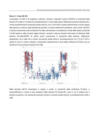 Studio sugli spostamenti (migrazioni) delle principali specie ittiche del bacino della bassa Dora Baltea - Relazione finale
74
Siluro 3 – Freq.150.753
L’esemplare, di 0,86 m di lunghezza, catturato, marcato e rilasciato il giorno 2/3/2012 in prossimità della
stazione Po-valle si è mantenuto prevalentemente a monte della stessa effettuando periodici spostamenti a
monte prevalentemente nel periodo serale-notturno; tra il 7 ed il 20/3 si sposta ulteriormente a monte rispetto
alla stazione e continua negli spostamenti periodici, su base mediamente quotidiana, verso monte. Dal 20/3
si riporta nuovamente verso la stazione Po-valle, permanendo in prevalenza a monte della stessa; quindi dal
3 al 9/4 sposta a valle il proprio raggio d’azione, uscendo in alcune occasioni dal campo di detezione della
stazione Po-valle-DOWN. Si riporta quindi nuovamente in prossimità della stazione, effettuando
spostamenti, sia a valle che a monte, nel periodo serale-notturno. Successivamente, tra il 15 ed il 18/4 si
sposta di nuovo a monte, andando a frequentare ripetutamente la zona della confluenza Po-Dora, per poi
riportarsi di nuovo presso la stazione Po-valle.
Nella giornata dell’1/5 l’esemplare si sposta a monte, in prossimità della confluenza Po-Dora, e
presumibilmente a monte di essa (detezioni della stazione Po-monte-UP), zona in cui si trattiene per il
periodo successivo, con spostamenti periodici sempre in periodo serale-notturno e prevalentemente rivolti a
valle.
 
