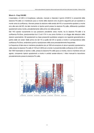 Studio sugli spostamenti (migrazioni) delle principali specie ittiche del bacino della bassa Dora Baltea - Relazione finale
77
Siluro 4 – Freq.150.802
L’esemplare, di 0,88 m di lunghezza, catturato, marcato e rilasciato il giorno 2/3/2012 in prossimità della
stazione Po-valle si è mantenuto poco a monte della stazione sino al giorno seguente per poi spostarsi a
monte verso la confluenza, ritornare presso la stazione nella serata del 4/5 e nuovamente spostarsi a monte
sino alla sera del 6/3; da tale momento si riporta quindi presso la stazione Po-valle, effettuando quotidiani
spostamenti verso monte, prevalentemente nelle prime ore della giornata.
Dal 14/3 sposta nuovamente la sua posizione prevalente verso monte, tra la stazione Po-valle e la
confluenza Po-Dora, posizionandosi tra il 3 ed il 7/4 in una zona d’ombra in cui sfugge alle detezioni delle
stazioni automatiche. Gli spostamenti su base pressoché quotidiana vengono ora registrati generalmente a
partire dalle ore serali. Dalle prime ore del 1/5 a quelle del 3/5 si sposta a monte in corrispondenza della
confluenza Po-Dora, andandosi quindi a riposizionare nella zona precedentemente frequentata.
La frequenza di tale area si mantiene prevalente sino al 18/6 ad eccezione di alcuni sporadici spostamenti a
valle presso la stazione Po-valle (il 13/5 ed il 26/5) ed a monte in prossimità della confluenza (il 22 e 26/5).
Dal 18/6 l’esemplare si riporta a valle, presso la stazione Po-valle (poco a monte), dove si mantiene sino ad
agosto, compiendo ripetuti spostamenti a monte in ambito serale-notturno. I rilievi manuali lo riscontrano
prevalentemente presso la stazione Po-valle.
 