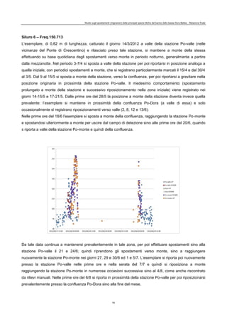 Studio sugli spostamenti (migrazioni) delle principali specie ittiche del bacino della bassa Dora Baltea - Relazione finale
79
Siluro 6 – Freq.150.713
L’esemplare, di 0,82 m di lunghezza, catturato il giorno 14/3/2012 a valle della stazione Po-valle (nelle
vicinanze del Ponte di Crescentino) e rilasciato preso tale stazione, si mantiene a monte della stessa
effettuando su base quotidiana degli spostamenti verso monte in periodo notturno, generalmente a partire
dalla mezzanotte. Nel periodo 3-7/4 si sposta a valle della stazione per poi riportarsi in posizione analoga a
quella iniziale, con periodici spostamenti a monte, che si registrano particolarmente marcati il 15/4 e dal 30/4
al 3/5. Dal 9 al 15/5 si sposta a monte della stazione, verso la confluenza, per poi riportarsi a gravitare nella
posizione originaria in prossimità della stazione Po-valle. Il medesimo comportamento (spostamento
prolungato a monte della stazione e successivo riposizionamento nella zona iniziale) viene registrato nei
giorni 14-15/5 e 17-21/5. Dalle prime ore del 28/5 la posizione a monte della stazione diventa invece quella
prevalente: l’esemplare si mantiene in prossimità della confluenza Po-Dora (a valle di essa) e solo
occasionalmente si registrano riposizionamenti verso valle (2, 8, 12 e 13/6).
Nelle prime ore del 18/6 l’esemplare si sposta a monte della confluenza, raggiungendo la stazione Po-monte
e spostandosi ulteriormente a monte per uscire dal campo di detezione sino alle prime ore del 20/6, quando
s riporta a valle della stazione Po-monte e quindi della confluenza.
Da tale data continua a mantenersi prevalentemente in tale zona, per poi effettuare spostamenti sino alla
stazione Po-valle il 21 e 24/6; quindi riprendono gli spostamenti verso monte, sino a raggiungere
nuovamente la stazione Po-monte nei giorni 27, 29 e 30/6 ed 1 e 5/7. L’esemplare si riporta poi nuovamente
presso la stazione Po-valle nelle prime ore e nella serata del 7/7 e quindi si riposiziona a monte
raggiungendo la stazione Po-monte in numerose occasioni successive sino al 4/8, come anche riscontrato
da rilievi manuali. Nelle prime ore del 6/8 si riporta in prossimità della stazione Po-valle per poi riposizionarsi
prevalentemente presso la confluenza Po-Dora sino alla fine del mese.
 