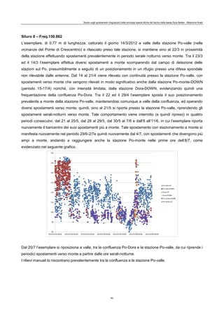 Studio sugli spostamenti (migrazioni) delle principali specie ittiche del bacino della bassa Dora Baltea - Relazione finale
83
Siluro 8 – Freq.150.862
L’esemplare, di 0,77 m di lunghezza, catturato il giorno 14/3/2012 a valle della stazione Po-valle (nelle
vicinanze del Ponte di Crescentino) e rilasciato preso tale stazione, si mantiene sino al 22/3 in prossimità
della stazione effettuando spostamenti prevalentemente in periodo serale notturno verso monte. Tra il 23/3
ed il 14/3 l’esemplare effettua diversi spostamenti a monte scomparendo dal campo di detezione delle
stazioni sul Po, presumibilmente a seguito di un posizionamento in un rifugio presso una difesa spondale
non rilevabile dalle antenne. Dal 14 al 21/4 viene rilevato con continuità presso la stazione Po-valle, con
spostamenti verso monte che vengono rilevati in modo significativo anche dalla stazione Po-monte-DOWN
(periodo 15-17/4) nonché, con intensità limitata, dalla stazione Dora-DOWN, evidenziando quindi una
frequentazione della confluenza Po-Dora. Tra il 22 ed il 29/4 l’esemplare sposta il suo posizionamento
prevalente a monte della stazione Po-valle, mantenendosi comunque a valle della confluenza, ed operando
diversi spostamenti verso monte; quindi, sino al 21/5 si riporta presso la stazione Po-valle, riprendendo gli
spostamenti serali-notturni verso monte. Tale comportamento viene interrotto (e quindi ripreso) in quattro
periodi consecutivi, dal 21 al 25/5, dal 28 al 29/5, dal 30/5 al 7/6 e dall’8 all’11/6, in cui l’esemplare riporta
nuovamente il baricentro dei suoi spostamenti più a monte. Tale spostamento con stazionamento a monte si
manifesta nuovamente nel periodo 29/6-2/7e quindi nuovamente dal 4/7, con spostamenti che divengono più
ampi a monte, andando a raggiungere anche la stazione Po-monte nelle prime ore dell’8/7, come
evidenziato nel seguente grafico.
Dal 20/7 l’esemplare si riposiziona a valle, tra la confluenza Po-Dora e la stazione Po-valle, da cui riprende i
periodici spostamenti verso monte a partire dalle ore serali-notturne.
I rilievi manuali lo riscontrano prevalentemente tra la confluenza e la stazione Po-valle.
 