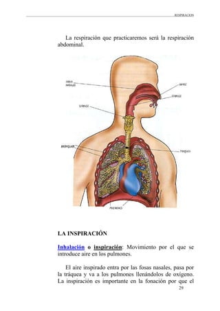 RESPIRACION
29
La respiración que practicaremos será la respiración
abdominal.
LA INSPIRACIÓN
Inhalación o inspiración: Movimiento por el que se
introduce aire en los pulmones.
El aire inspirado entra por las fosas nasales, pasa por
la tráquea y va a los pulmones llenándolos de oxígeno.
La inspiración es importante en la fonación por que el
 