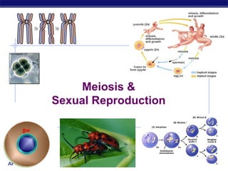 Meiosis &
             Sexual Reproduction




AP Biology                         2007-2008
 