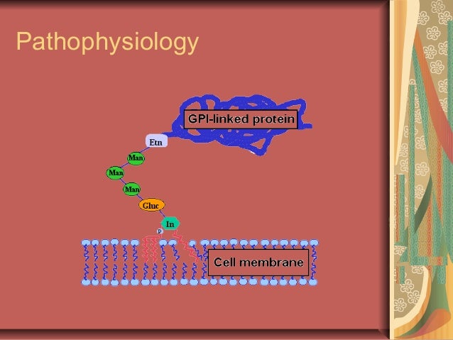 paroxysmal nocturnal hemoglobinuria statistics paroxysmal nocturnal hemoglobinuria statistics