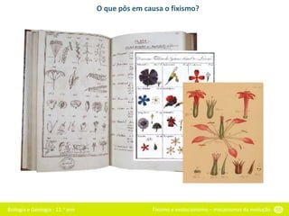 Biologia e Geologia - 11.o ano Fixismo e evolucionismo – mecanismos da evolução 55
O que pôs em causa o fixismo?
 