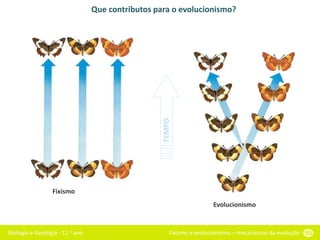 Biologia e Geologia - 11.o ano Fixismo e evolucionismo – mecanismos da evolução 55
Que contributos para o evolucionismo?
TEMPO
Fixismo
Evolucionismo
 