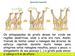 Biologia e Geologia - 11.o ano Fixismo e evolucionismo – mecanismos da evolução 55
Quem foi Lamarck?
Os antepassados da girafa devem ter vivido em
regiões desérticas, onde a erva era rara. Assim,
tiveram de tentar comer a ramagem das árvores; do
esforço repetido durante muito tempo para
atingirem estas ramagens resultou, pouco a pouco, o
alongamento do seu pescoço (...) a girafa pode elevar
a cabeça a 6 m de altura.
 