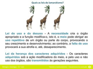 Biologia e Geologia - 11.o ano Fixismo e evolucionismo – mecanismos da evolução 55
Lei do uso e do desuso - A necessidade cria o órgão
apropriado e a função modifica-o, isto é, o meio pode obrigar ao
uso repetitivo de um órgão ou parte do corpo, provocando o
seu crescimento e desenvolvimento; ao contrário, a falta de uso
provocará a sua atrofia e, até, desaparecimento.
Lei da herança dos caracteres adquiridos - Os caracteres
adquiridos sob a ação modificadora do meio, e pelo uso e não
uso dos órgãos, são transmitidos às gerações seguintes.
Quais as leis do lamarckismo?
 
