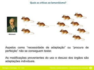 Biologia e Geologia - 11.o ano Fixismo e evolucionismo – mecanismos da evolução 55
Aspetos como “necessidade de adaptação” ou “procura de
perfeição” não se conseguem testar.
As modificações provenientes do uso e desuso dos órgãos são
adaptações individuais.
Quais as críticas ao lamarckismo?
X
Weismann
 