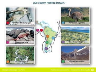 Biologia e Geologia - 11.o ano Fixismo e evolucionismo – mecanismos da evolução 55
Iguana marinha
Tentilhão das Galápagos
Floresta tropical
Nandús da Argentina
Deserto da Patagónia
Estratos fossilíferos
Que viagem realizou Darwin?
 