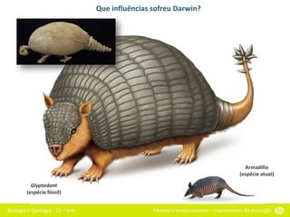 Biologia e Geologia - 11.o ano Fixismo e evolucionismo – mecanismos da evolução 55
Que influências sofreu Darwin?
Glyptodont
(espécie fóssil)
Armadillo
(espécie atual)
 