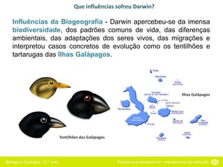 Biologia e Geologia - 11.o ano Fixismo e evolucionismo – mecanismos da evolução 55
Que influências sofreu Darwin?
Influências da Biogeografia - Darwin apercebeu-se da imensa
biodiversidade, dos padrões comuns de vida, das diferenças
ambientais, das adaptações dos seres vivos, das migrações e
interpretou casos concretos de evolução como os tentilhões e
tartarugas das Ilhas Galápagos.
Tentilhões das Galápagos
Ilhas Galápagos
 
