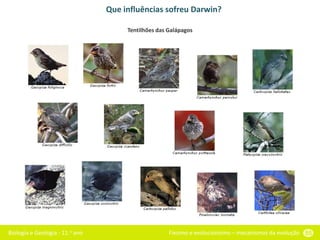 Biologia e Geologia - 11.o ano Fixismo e evolucionismo – mecanismos da evolução 55
Que influências sofreu Darwin?
Tentilhões das Galápagos
 
