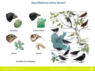 Biologia e Geologia - 11.o ano Fixismo e evolucionismo – mecanismos da evolução 55
Que influências sofreu Darwin?
Tentilhões das Galápagos
Sementes Frutos e flores
Gomos Insetos
 