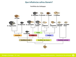Biologia e Geologia - 11.o ano Fixismo e evolucionismo – mecanismos da evolução 55
Que influências sofreu Darwin?
Tentilhões das Galápagos
Sementes Catos
Frutos
Insetos
Tentilhões do solo Tentilhões das árvores Tentilhões cantores
 