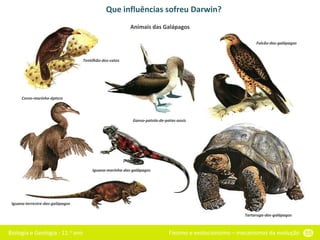 Biologia e Geologia - 11.o ano Fixismo e evolucionismo – mecanismos da evolução 55
Que influências sofreu Darwin?
Animais das Galápagos
Tentilhão-dos-catos
Ganso-patola-de-patas-azuis
Falcão-das-galápagos
Iguana-marinha-das-galápagos
Iguana-terrestre-das-galápagos
Tartaruga-das-galápagos
Corvo-marinho-áptero
 
