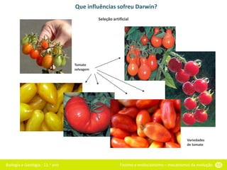 Biologia e Geologia - 11.o ano Fixismo e evolucionismo – mecanismos da evolução 55
Que influências sofreu Darwin?
Tomate
selvagem
Variedades
de tomate
Seleção artificial
 
