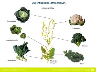 Biologia e Geologia - 11.o ano Fixismo e evolucionismo – mecanismos da evolução 55
Que influências sofreu Darwin?
Mostarda
selvagem
Couve
Bróculos
Couve-flor
Couve-galega
Couve-rábano
Couve-de-Bruxelas
Seleção artificial
 