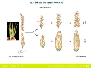 Biologia e Geologia - 11.o ano Fixismo e evolucionismo – mecanismos da evolução 55
Que influências sofreu Darwin?
Um ancestral do milho Milho moderno
Seleção artificial
 