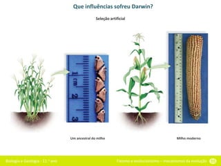 Biologia e Geologia - 11.o ano Fixismo e evolucionismo – mecanismos da evolução 55
Que influências sofreu Darwin?
Um ancestral do milho Milho moderno
Seleção artificial
 