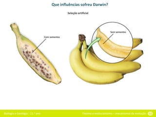 Biologia e Geologia - 11.o ano Fixismo e evolucionismo – mecanismos da evolução 55
Que influências sofreu Darwin?
Seleção artificial
Com sementes
Sem sementes
 