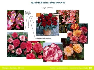 Biologia e Geologia - 11.o ano Fixismo e evolucionismo – mecanismos da evolução 55
Que influências sofreu Darwin?
Begónia
selvagem
Variedades de begónia
Seleção artificial
 