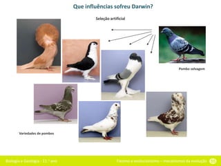 Biologia e Geologia - 11.o ano Fixismo e evolucionismo – mecanismos da evolução 55
Que influências sofreu Darwin?
Pombo selvagem
Variedades de pombos
Seleção artificial
 