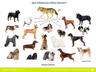 Biologia e Geologia - 11.o ano Fixismo e evolucionismo – mecanismos da evolução 55
Que influências sofreu Darwin?
Lobo
Raças de cão
Seleção artificial
 