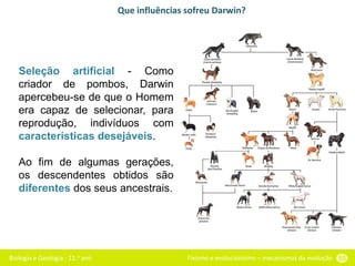 Biologia e Geologia - 11.o ano Fixismo e evolucionismo – mecanismos da evolução 55
Que influências sofreu Darwin?
Seleção artificial - Como
criador de pombos, Darwin
apercebeu-se de que o Homem
era capaz de selecionar, para
reprodução, indivíduos com
características desejáveis.
Ao fim de algumas gerações,
os descendentes obtidos são
diferentes dos seus ancestrais.
 
