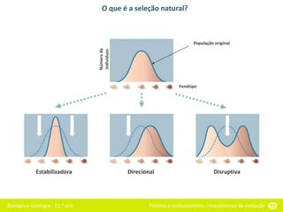 Biologia e Geologia - 11.o ano Fixismo e evolucionismo – mecanismos da evolução 55
O que é a seleção natural?
População original
Fenótipo
Número
de
indivíduos
Estabilizadora Direcional Disruptiva
 
