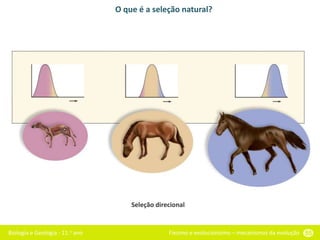 Biologia e Geologia - 11.o ano Fixismo e evolucionismo – mecanismos da evolução 55
O que é a seleção natural?
Seleção direcional
 