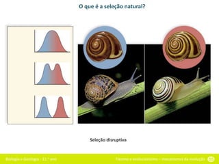Biologia e Geologia - 11.o ano Fixismo e evolucionismo – mecanismos da evolução 55
O que é a seleção natural?
Seleção disruptiva
 