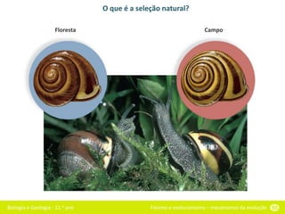 Biologia e Geologia - 11.o ano Fixismo e evolucionismo – mecanismos da evolução 55
O que é a seleção natural?
Floresta Campo
 
