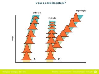 Biologia e Geologia - 11.o ano Fixismo e evolucionismo – mecanismos da evolução 55
O que é a seleção natural?
Extinção
Extinção
Especiação
Tempo
 