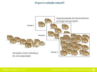 Biologia e Geologia - 11.o ano Fixismo e evolucionismo – mecanismos da evolução 55
O que é a seleção natural?
Variações entre indivíduos
de uma população
Superprodução de descendentes
ao longo das gerações
Geração 1
Geração 2
Geração 3
 