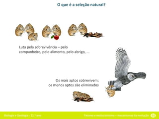 Biologia e Geologia - 11.o ano Fixismo e evolucionismo – mecanismos da evolução 55
O que é a seleção natural?
Os mais aptos sobrevivem;
os menos aptos são eliminados
Luta pela sobrevivência – pelo
companheiro, pelo alimento, pelo abrigo, ...
 