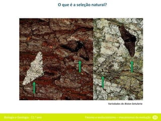 Biologia e Geologia - 11.o ano Fixismo e evolucionismo – mecanismos da evolução 55
O que é a seleção natural?
Variedades de Biston betularia
 