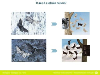 Biologia e Geologia - 11.o ano Fixismo e evolucionismo – mecanismos da evolução 55
O que é a seleção natural?
 