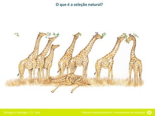 Biologia e Geologia - 11.o ano Fixismo e evolucionismo – mecanismos da evolução 55
O que é a seleção natural?
 