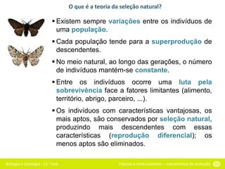 Biologia e Geologia - 11.o ano Fixismo e evolucionismo – mecanismos da evolução 55
O que é a teoria da seleção natural?
 Existem sempre variações entre os indivíduos de
uma população.
 Cada população tende para a superprodução de
descendentes.
 No meio natural, ao longo das gerações, o número
de indivíduos mantém-se constante.
 Entre os indivíduos ocorre uma luta pela
sobrevivência face a fatores limitantes (alimento,
território, abrigo, parceiro, ...).
 Os indivíduos com características vantajosas, os
mais aptos, são conservados por seleção natural,
produzindo mais descendentes com essas
características (reprodução diferencial); os
menos aptos são eliminados.
 