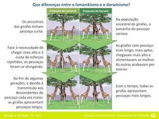 Biologia e Geologia - 11.o ano Fixismo e evolucionismo – mecanismos da evolução 55
Proposta de Lamarck Proposta de Darwin
Que diferenças entre o lamarckismo e o darwinismo?
Os ancestrais
das girafas tinham
pescoço curto.
Face à necessidade de
chegar mais alto e à
custa de esforços
repetidos, os pescoços
foram-se alongando.
Ao fim de algumas
gerações, e devido à
transmissão aos
descendentes do
pescoço cada vez maior,
as girafas apresentam
pescoços longos.
Na população
ancestral de girafas, o
tamanho do pescoço
variava.
As girafas com pescoço
mais longo, mais aptas,
chegavam mais alto e
alimentavam-se melhor.
As outras acabavam por
morrer.
Com o tempo, todas as
girafas apresentam
pescoços mais longos.
 
