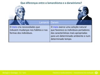 Biologia e Geologia - 11.o ano Fixismo e evolucionismo – mecanismos da evolução 55
Que diferenças entre o lamarckismo e o darwinismo?
Lamarck Darwin
O meio cria necessidades que
induzem mudanças nos hábitos e nas
formas dos indivíduos.
O meio exerce uma seleção natural
que favorece os indivíduos portadores
das características mais apropriadas
para um determinado ambiente e num
determinado tempo.
As novas características conseguem-se
pelo uso ou desuso repetido de um
órgão ou parte do corpo.
No seio de uma população certos
indivíduos apresentam características
que lhes conferem uma melhor
adaptação em relação aos outros.
As características adquiridas são
transmitidas aos descendentes.
Os mais aptos vivem mais tempo,
reproduzem-se mais e transmitem as
suas características aos descendentes.
 