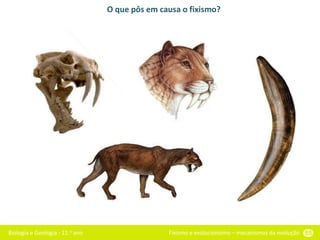 Biologia e Geologia - 11.o ano Fixismo e evolucionismo – mecanismos da evolução 55
O que pôs em causa o fixismo?
 
