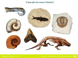 Biologia e Geologia - 11.o ano Fixismo e evolucionismo – mecanismos da evolução 55
O que pôs em causa o fixismo?
 