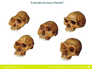 Biologia e Geologia - 11.o ano Fixismo e evolucionismo – mecanismos da evolução 55
O que pôs em causa o fixismo?
 