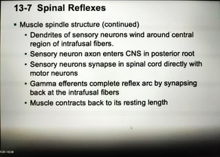 13-7 Spinal Reflexes
Muscle spindle structure (continued)
Dendrites of sensory neurons wind around central
region of intrafusal fibers.
Sensory neuron axonenters CNS in posterior root
Sensory neurons synapse in spinal cord directly with
motor neurons
.Gammaefferents complete reflex arc by synapsing
back atthe intrafusal fibers
Muscle contracts back to its resting length
5:20142:26
 