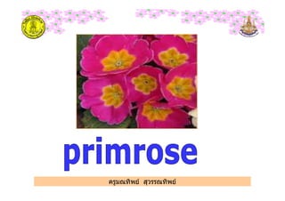 ครูมณทิพย สุวรรณทิพย
 