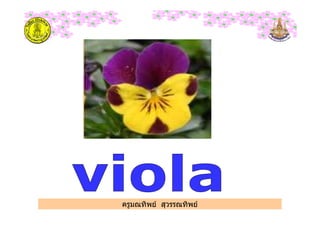 ครูมณทิพย สุวรรณทิพย
 